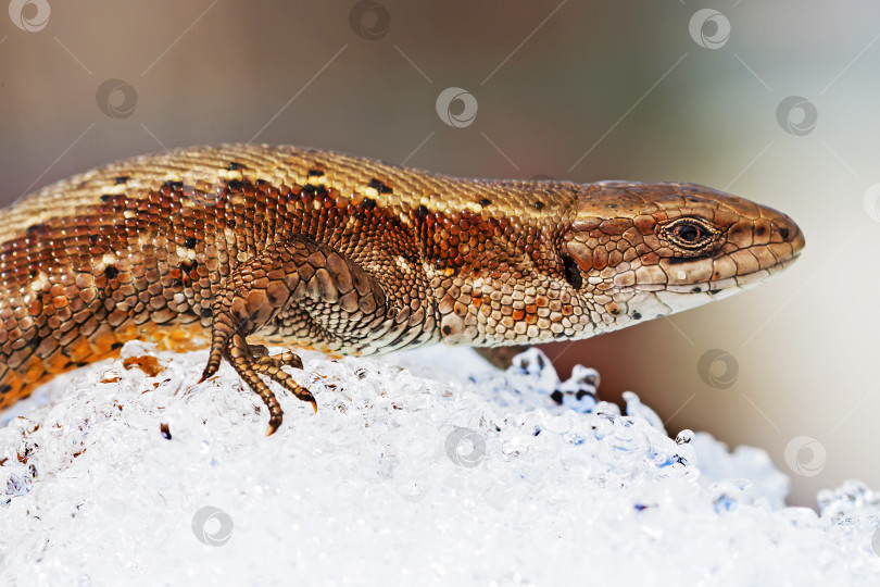 Скачать Песчаная ящерица ( лат. Lacerta agilis ) на снегу фотосток Ozero