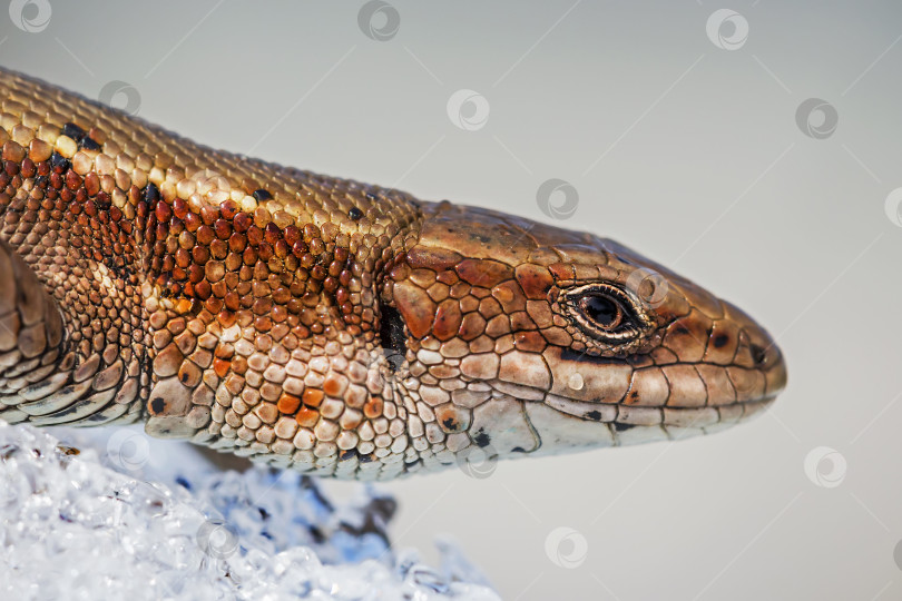 Скачать Песчаная ящерица ( лат. Lacerta agilis ) на снегу фотосток Ozero