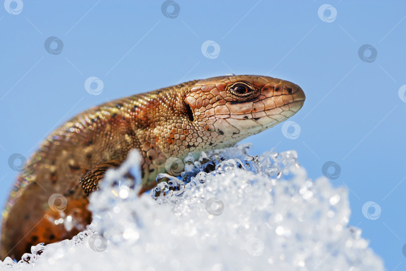 Скачать Песчаная ящерица ( лат. Lacerta agilis ) на снегу фотосток Ozero