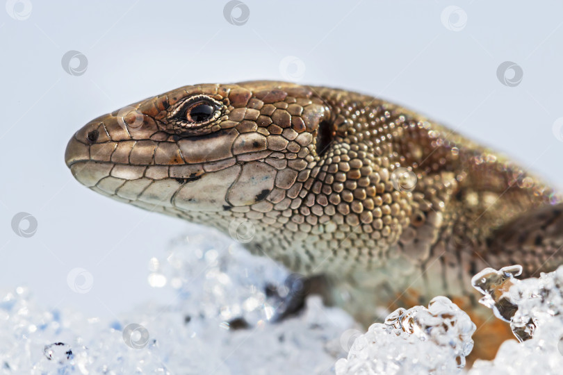 Скачать Песчаная ящерица ( лат. Lacerta agilis ) на снегу фотосток Ozero