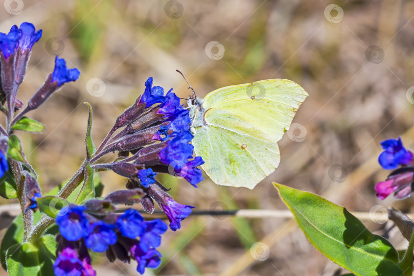 Скачать Бабочка Гонептерикс, растение Pulmonaria dacica Simonk фотосток Ozero