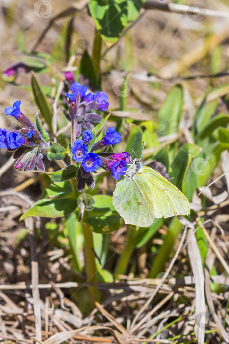 Скачать Бабочка Гонептерикс, растение Pulmonaria dacica Simonk фотосток Ozero