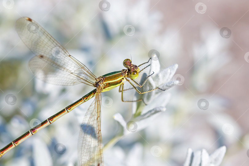 Скачать Семейство стрекоз счастливых (лат.Lestidae) фотосток Ozero