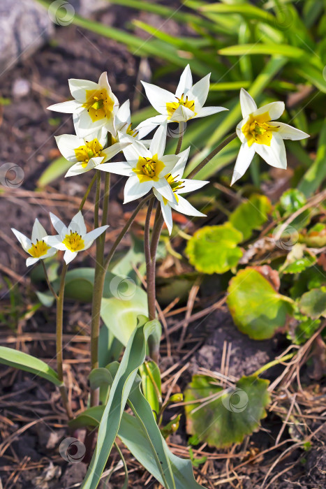 Скачать Цветущий туркестанский тюльпан (Tulipa turkestanica) фотосток Ozero