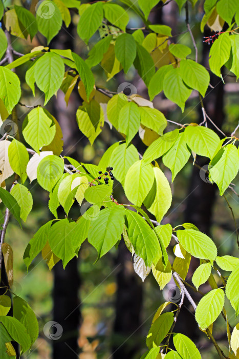 Скачать Древовидный прунус маацкий (Prunus maackii; Padus maackii) фотосток Ozero