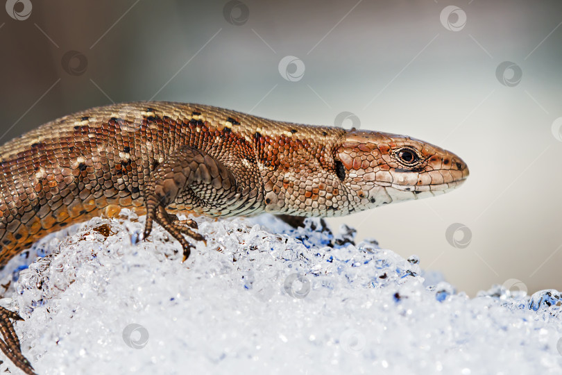 Скачать Песчаная ящерица ( лат. Lacerta agilis ) на снегу фотосток Ozero