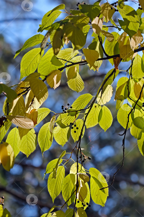 Скачать Древовидный прунус маацкий (Prunus maackii; Padus maackii) фотосток Ozero