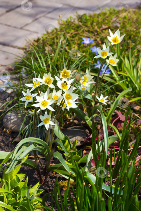 Скачать Цветущий туркестанский тюльпан (Tulipa turkestanica) фотосток Ozero