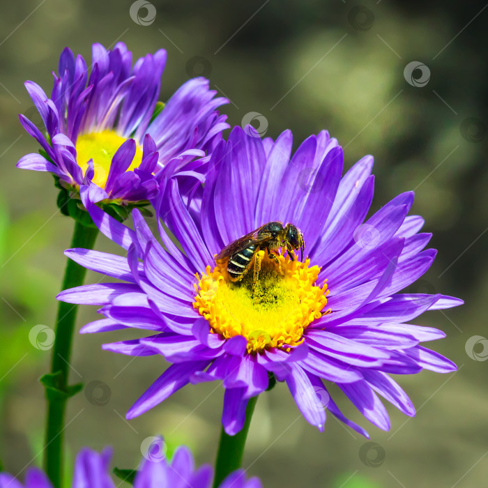 Скачать Цветущая альпийская астра (Aster alpinus) фотосток Ozero