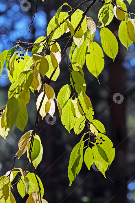 Скачать Древовидный прунус маацкий (Prunus maackii; Padus maackii) фотосток Ozero