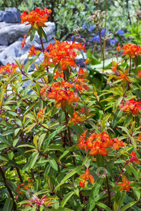 Скачать Цветущая молочай Гриффита "Огненное сияние" (Euphorbia griffithii,,Огненное сияние,,) фотосток Ozero