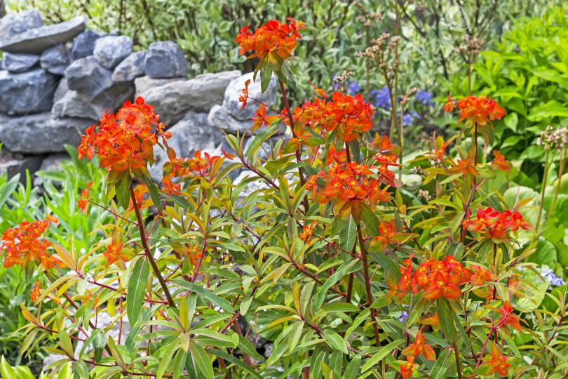 Скачать Цветущая молочай Гриффита "Огненное сияние" (Euphorbia griffithii,,Огненное сияние,,) фотосток Ozero