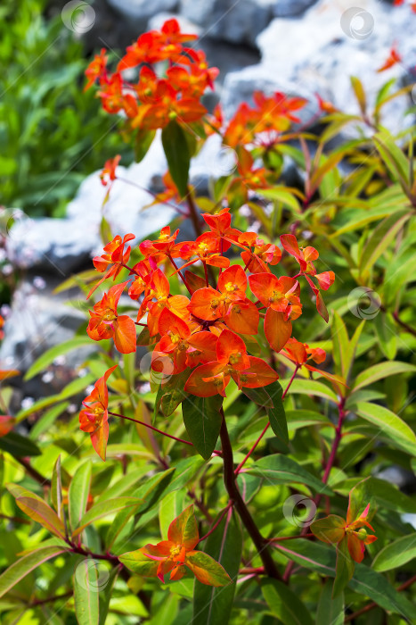 Скачать Цветущая молочай Гриффита "Огненное сияние" (Euphorbia griffithii,,Огненное сияние,,) фотосток Ozero