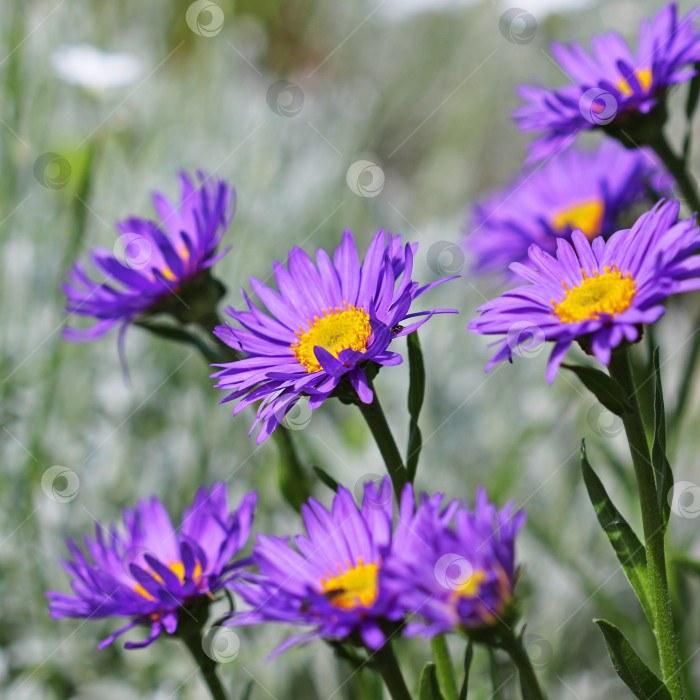 Скачать Астра альпийская (Aster alpinus) фотосток Ozero