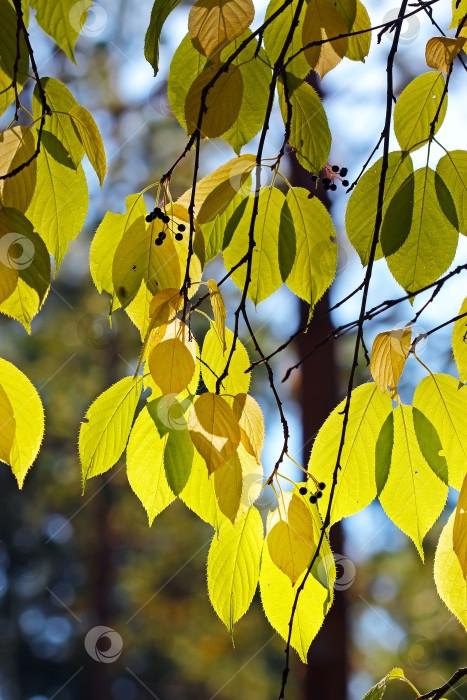 Скачать Древовидный прунус маацкий (Prunus maackii; Padus maackii) фотосток Ozero