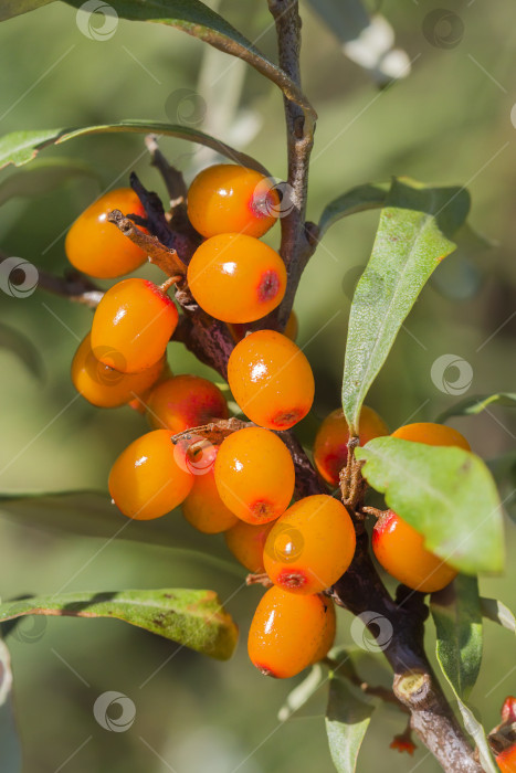 Скачать Дикий куст крушины Русиновой ( лат. Hippophae rhamnoides ) фотосток Ozero