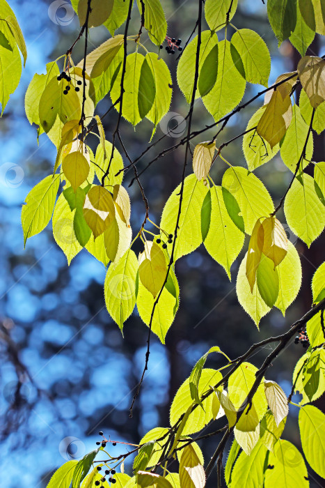 Скачать Древовидный прунус маацкий (Prunus maackii; Padus maackii) фотосток Ozero