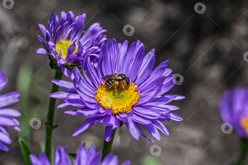 Скачать Цветущая альпийская астра (Aster alpinus) фотосток Ozero