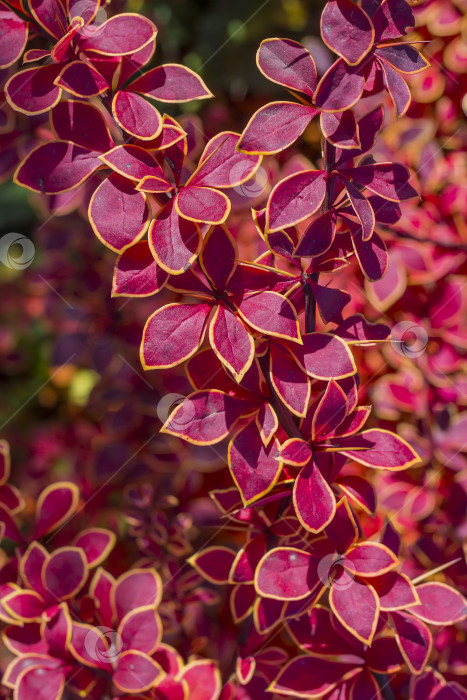 Скачать Барбарис Тунберга (Berberis thunbergii `Coronita`) фотосток Ozero