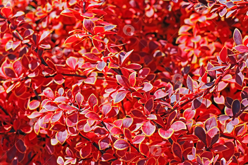 Скачать Барбарис Тунберга (Berberis thunbergii `Coronita`) фотосток Ozero