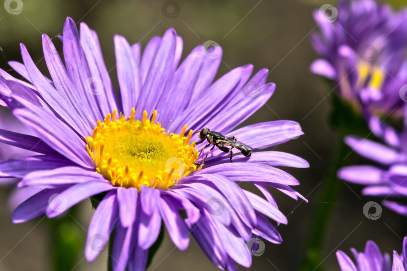 Скачать Цветущая альпийская астра (Aster alpinus) фотосток Ozero