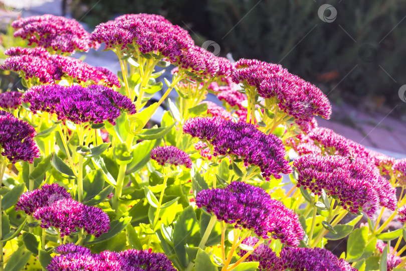 Скачать Седум видный (Sedum spectabile) фотосток Ozero