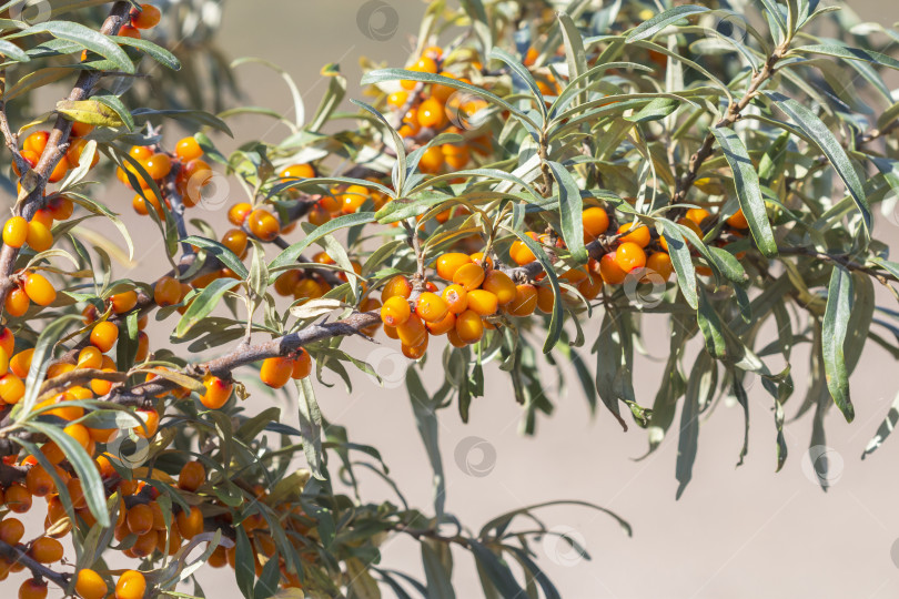 Скачать Дикий куст крушины Русиновой ( лат. Hippophae rhamnoides ) фотосток Ozero