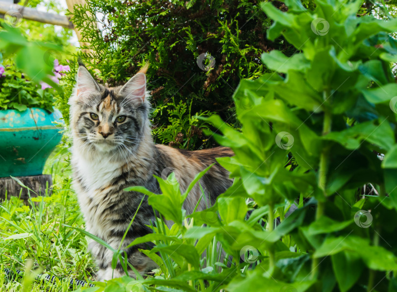 Скачать Большая кошка породы мейн-кун сидит на зеленой траве в саду фотосток Ozero