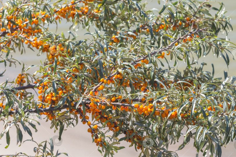 Скачать Дикий куст крушины Русиновой ( лат. Hippophae rhamnoides ) фотосток Ozero