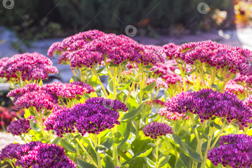 Скачать Седум видный (Sedum spectabile) фотосток Ozero