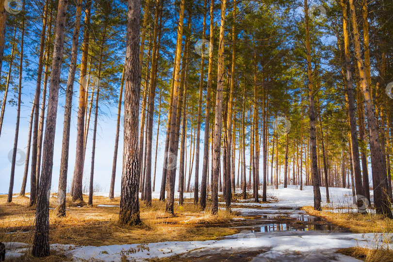 Скачать Весенний пейзаж в сосновом лесу фотосток Ozero