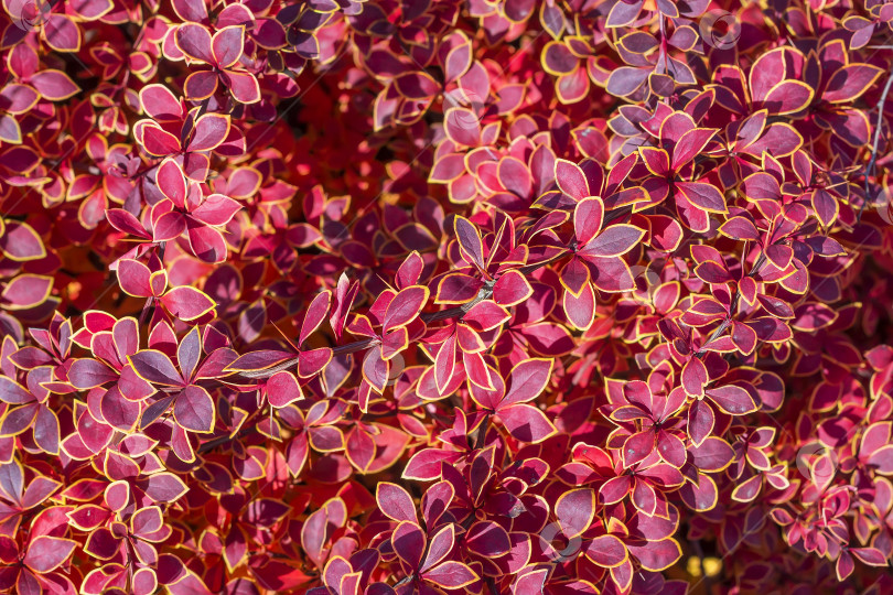 Скачать Барбарис Тунберга (Berberis thunbergii `Coronita`) фотосток Ozero