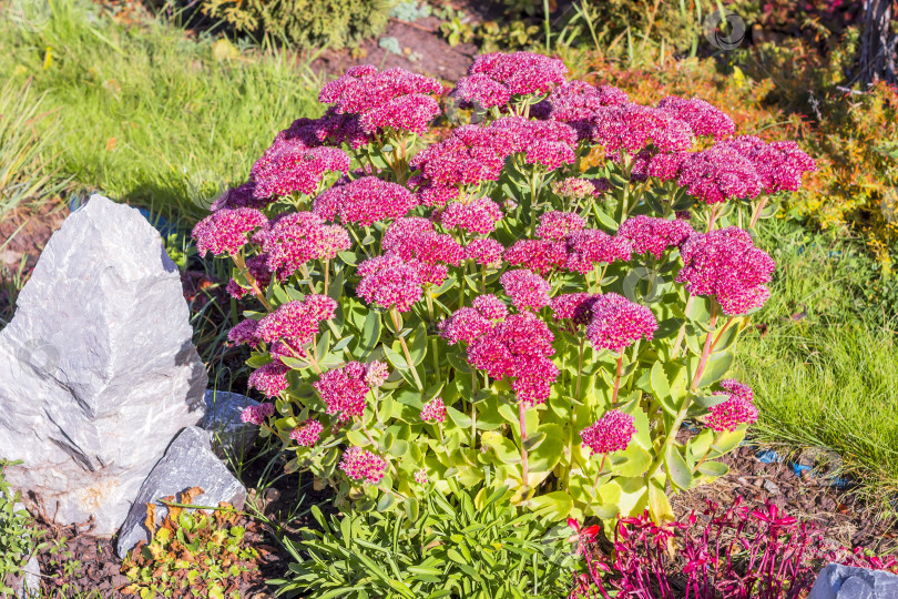 Скачать Седум видный (Sedum spectabile) фотосток Ozero