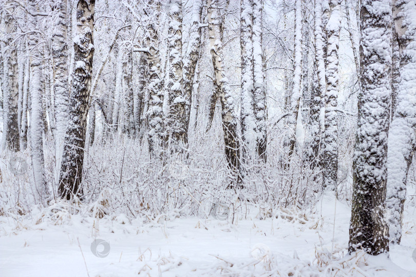 Скачать Березовый лес после снегопада фотосток Ozero