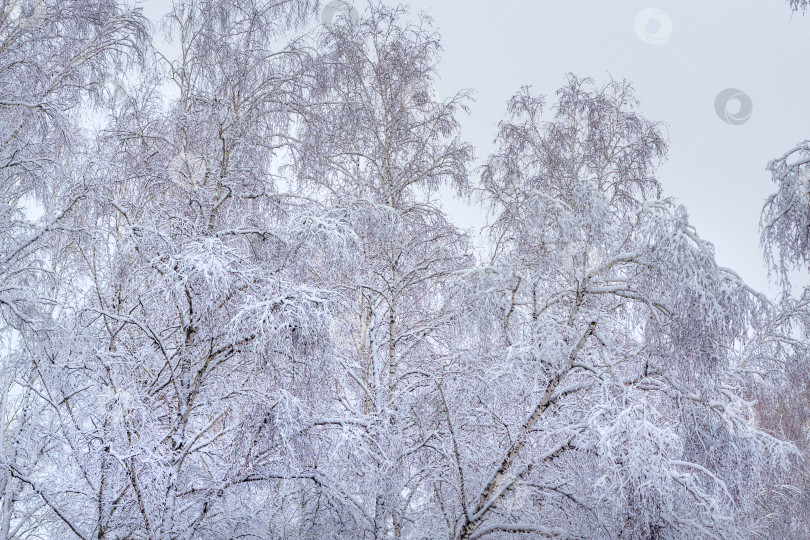 Скачать Березовый лес после снегопада фотосток Ozero