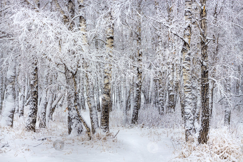 Скачать Березовый лес после снегопада фотосток Ozero