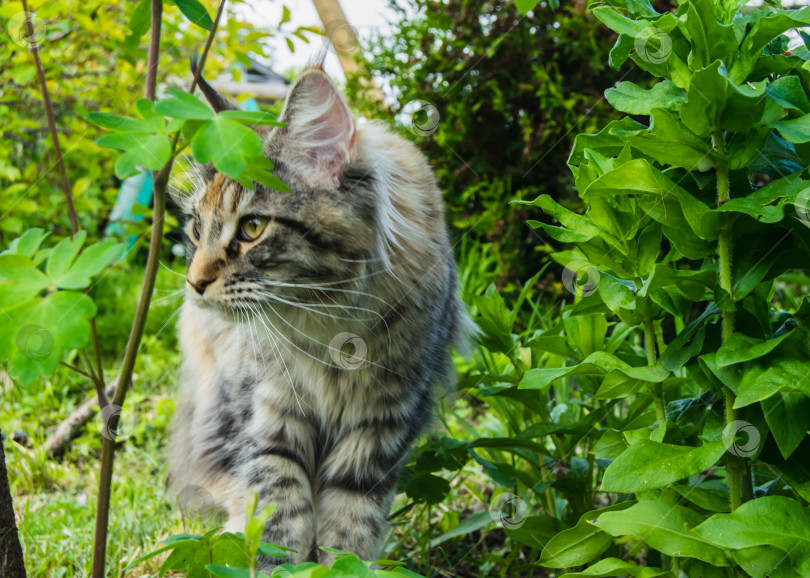 Скачать Большая кошка породы мейн-кун сидит на зеленой траве в саду фотосток Ozero