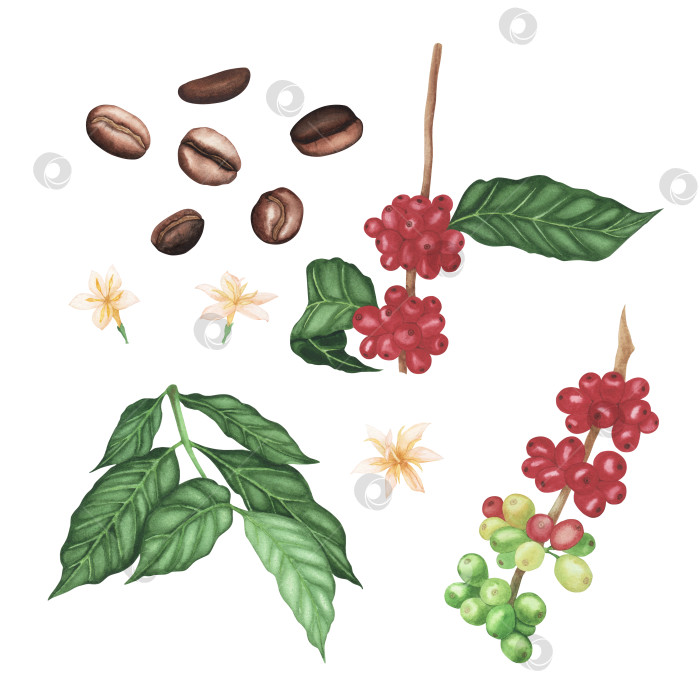 Скачать Набор красного кофе арабика, ветка, цветы. коричневые обжаренные бобы, листья, выделенные на белом фоне. Акварельная иллюстрация фотосток Ozero