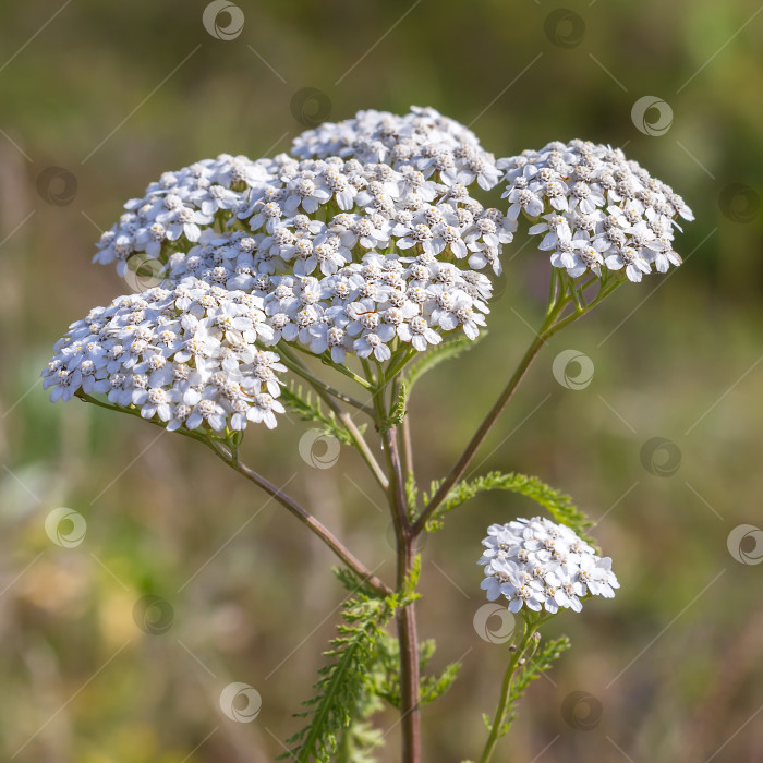 Скачать Тысячелистник лекарственный дикорастущий ( Achillea millefolilium ) фотосток Ozero