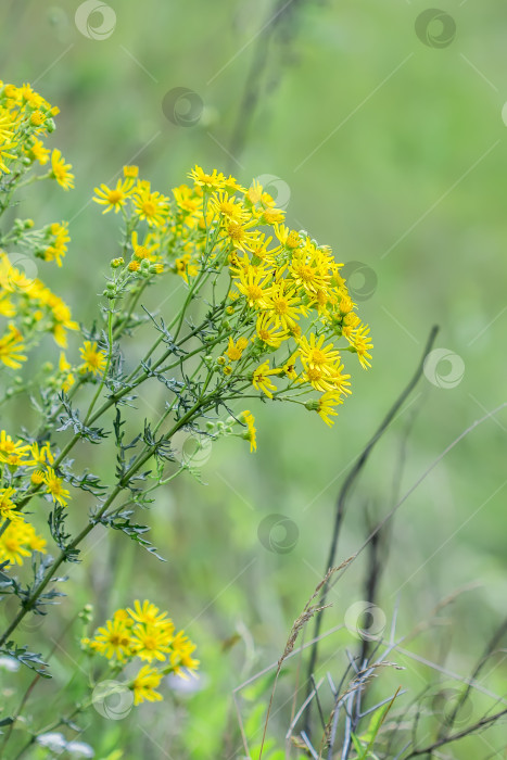 Скачать Якобея обыкновенная, или Сенецио Якоба ( лат. Jacobaea vulgaris, Senecio jacobaea L.) фотосток Ozero