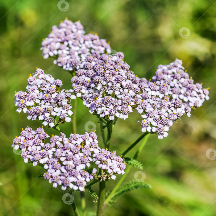 Скачать Тысячелистник лекарственный дикорастущий ( Achillea millefolilium ) фотосток Ozero