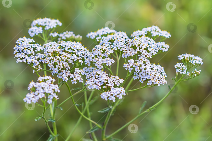 Скачать Тысячелистник лекарственный дикорастущий ( Achillea millefolilium ) фотосток Ozero