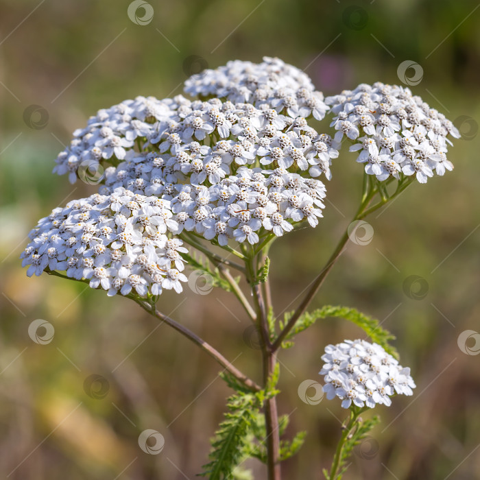 Скачать Тысячелистник лекарственный дикорастущий ( Achillea millefolilium ) фотосток Ozero