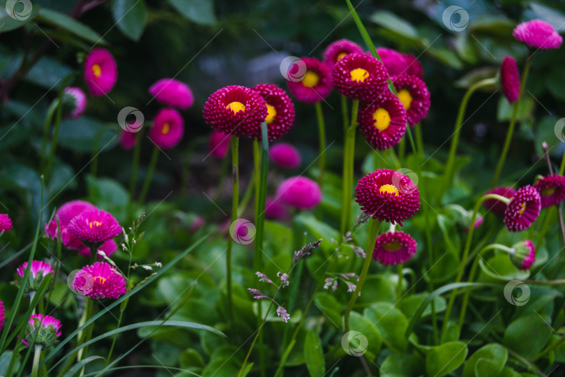 Скачать Цветущие маргаритки в саду на клумбе фотосток Ozero