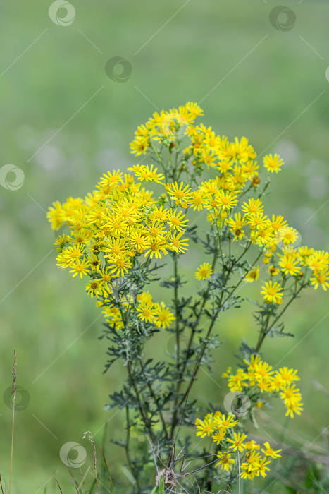 Скачать Якобея обыкновенная, или Сенецио Якоба ( лат. Jacobaea vulgaris, Senecio jacobaea L.) фотосток Ozero