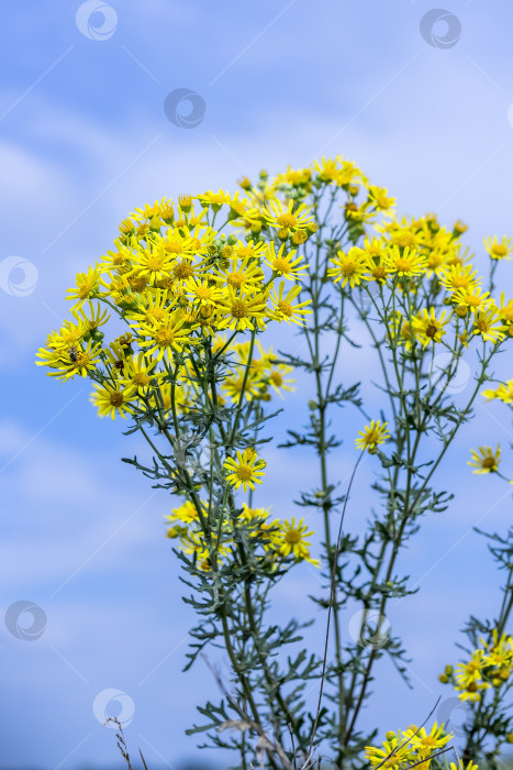 Скачать Якобея обыкновенная, или Сенецио Якоба ( лат. Jacobaea vulgaris, Senecio jacobaea L.) фотосток Ozero