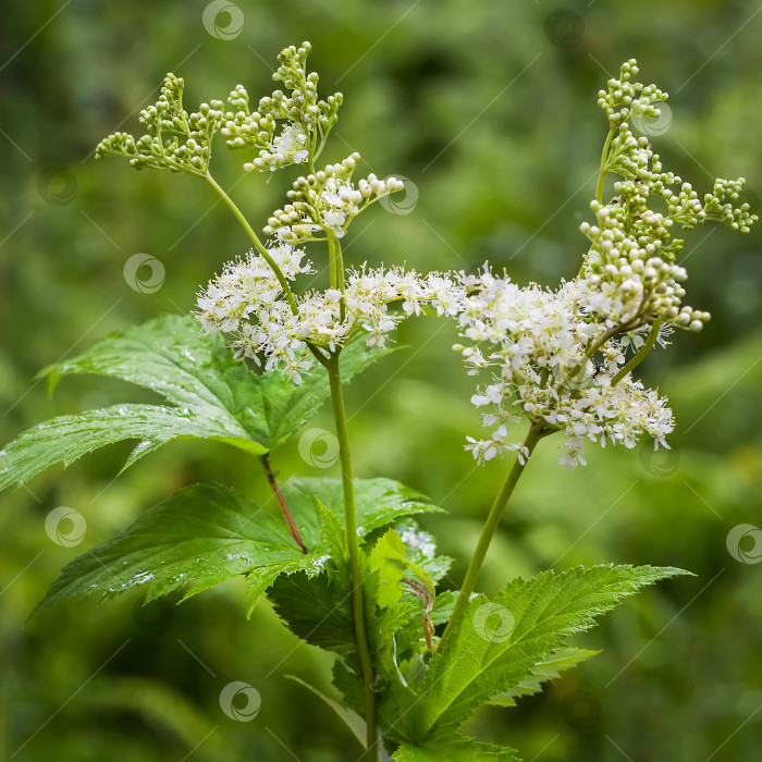 Скачать Цветущий таволга (латинское название Filipendula ulmaria) фотосток Ozero