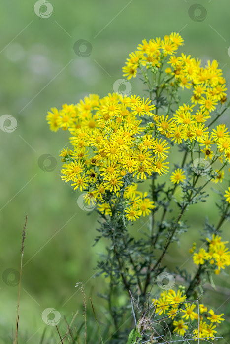 Скачать Якобея обыкновенная, или Сенецио Якоба ( лат. Jacobaea vulgaris, Senecio jacobaea L.) фотосток Ozero