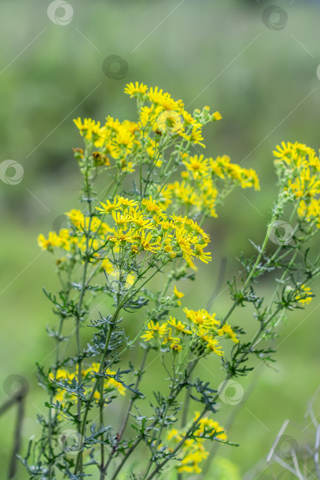 Скачать Якобея обыкновенная, или Сенецио Якоба ( лат. Jacobaea vulgaris, Senecio jacobaea L.) фотосток Ozero