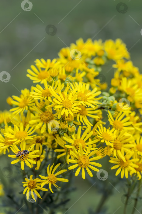 Скачать Якобея обыкновенная, или Сенецио Якоба ( лат. Jacobaea vulgaris, Senecio jacobaea L.) фотосток Ozero